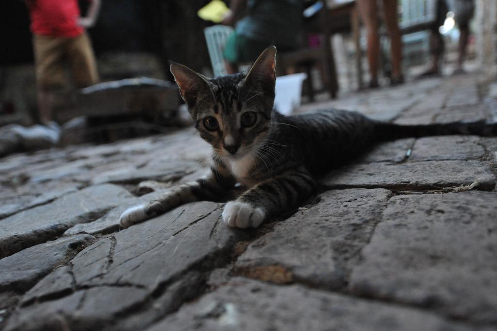 Olympos Koyevi Countryhouse Bagian luar foto